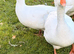 Embden Breeding Pair of Geese for Sale