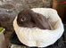 Mini lops/raised indoors/ vaccinated
