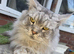 Maincoon