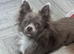 Gorgeous long hair lilac and white chihuahua stud