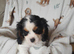 Beautiful king charles puppies for sale