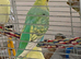 Rainbow hen budgie.