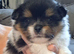 3 gorgeous pomeranian pups