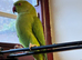 Stunning young Indian ringnick parrot