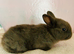 Choc lop mix Oreo surprise