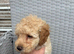 Poodles