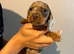 Stunning dachshunds ready to leave soon