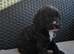 Stunning Cockapoo Puppies - Ready 25th August