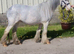 Blagdon cob filly