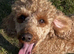 Miniature poodle for stud &pound;250