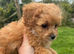 Shih-Tzu Poodle Puppies (SHI-POO F1b)