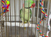 Alexandrine parrot