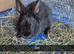 Baby Rabbits 8 week old Friendly