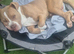 Staff x victorian bulldog rocco