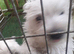 WEST HIGHLAND TERRIER PUPS REGISTERED