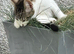 Male Kitten