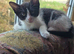 2 black and white kittens
