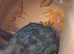 Honeycomb pleco trio