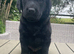 Outstanding Labrador kennel club registered puppies for sale.