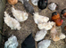 Bantam Chicken Fertile Hatching eggs