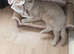 Bsh cat