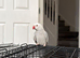 Tame Indians Ringneck