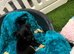 1 gorgeous male pug puppy left
