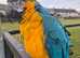 Blue & Gold Macaw