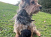 Miniature boy Yorkshire terrier