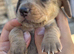 Beautiful baby puppies
