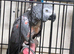 African grey parrot