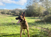Mali/Dutch Female 8 Months Old BRN 56036