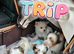 Stunning Yorkshire & Biewer Terrier Puppies from Licensed Breeder