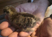 Partridge pekin bantam x silkie chicks