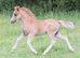Welsh Section A Filly Foal ready at weaning