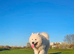SAMOYED PUPPIES