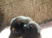 Stunning long haired dachshund puppy black and cream Only 1 left !