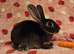 Black otter mini rex