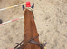 Pony club / teens horse