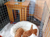 Very smallToy Poodle Boys
