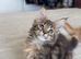 Maine Coon Active Registered Kittens – Ready Now