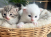 Four very fluffy kittens