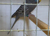 Beautiful Blackface/Blackwings budgies
