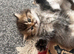 Beautiful kitten girl