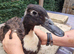 Beautiful female ducks for sale