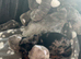 Miniture dashund pups