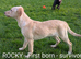 LABRADOR X WHIPPET X ROUGH COLLIE