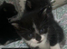 Kittens looking for new home