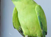 Beautiful Rare Opaline split Cleartail Baby Ringneck parrot
