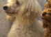 Genuine kc toy poodle 6 weeks old